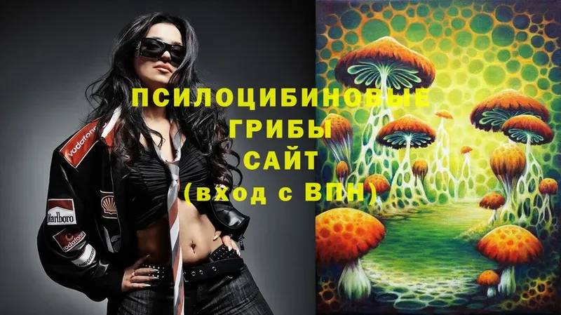 Галлюциногенные грибы Psilocybe  купить наркотики цена  Аткарск 